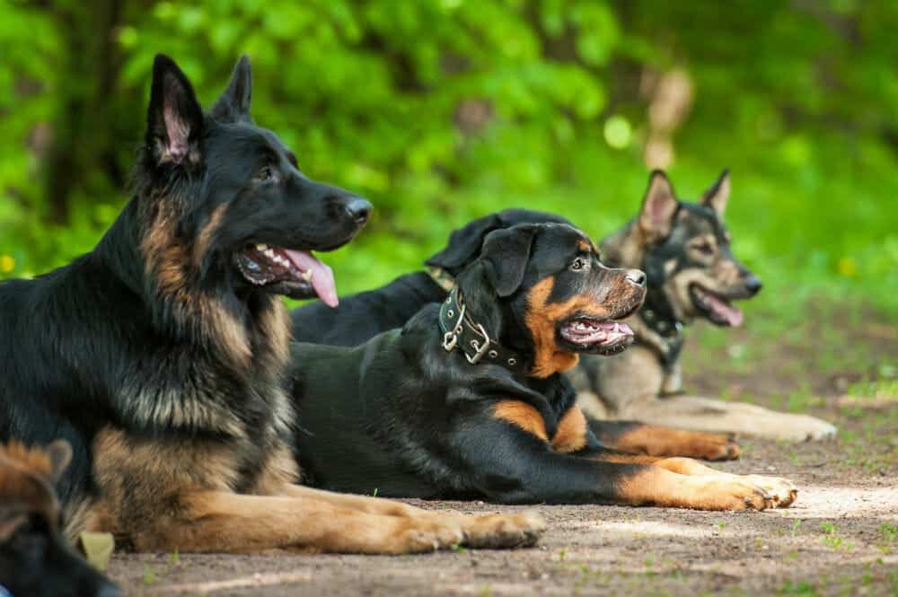 Expert Canine Protection with Security Dog Services Gloucester