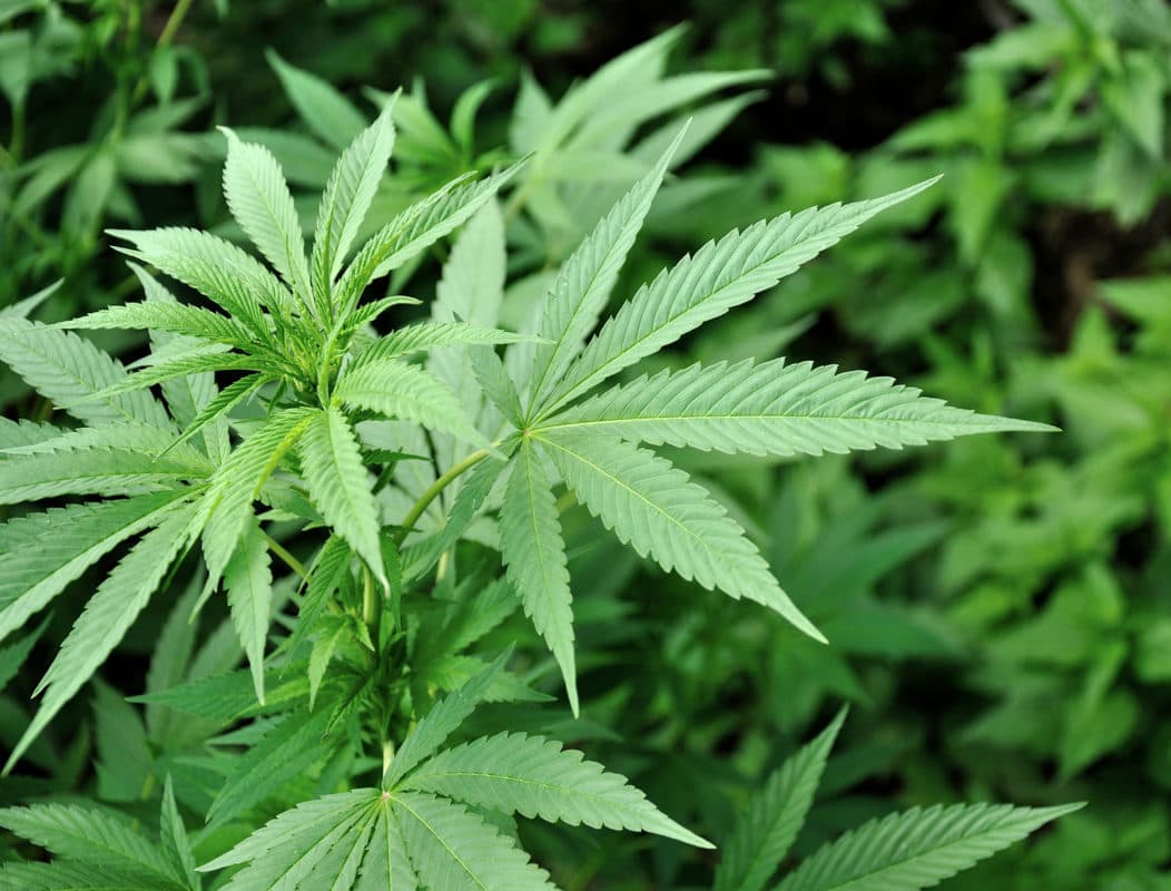 Mandarin Cookies Strain – Top Strains Available at Bud Cargo