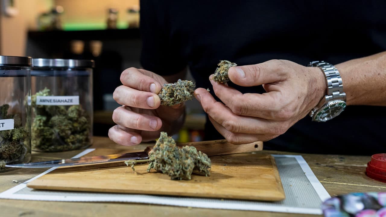 Premium Strains Found in a Lloret de Mar Cannabis Club