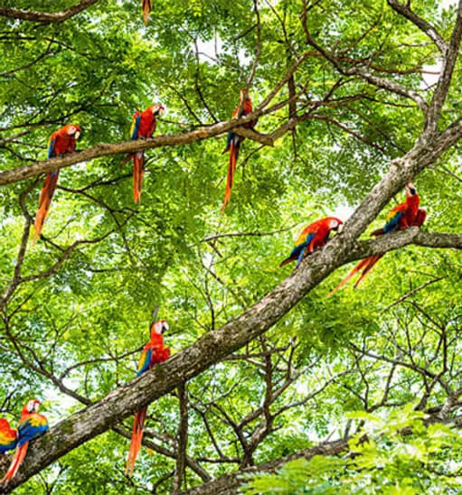 Cockatoo Parrots for Sale at Amazing Birds Farm