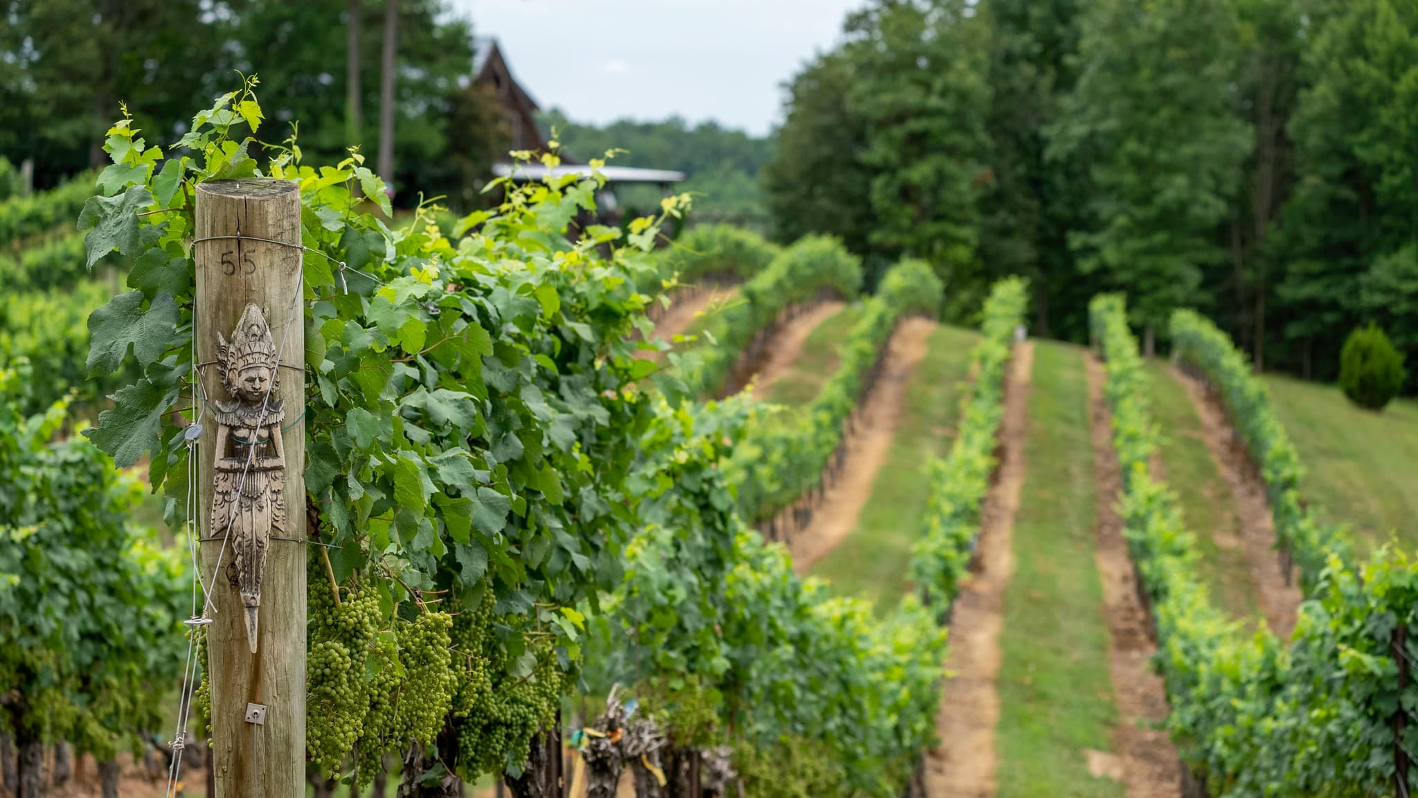 Estate Vineyards and the Best California Wineries Experience