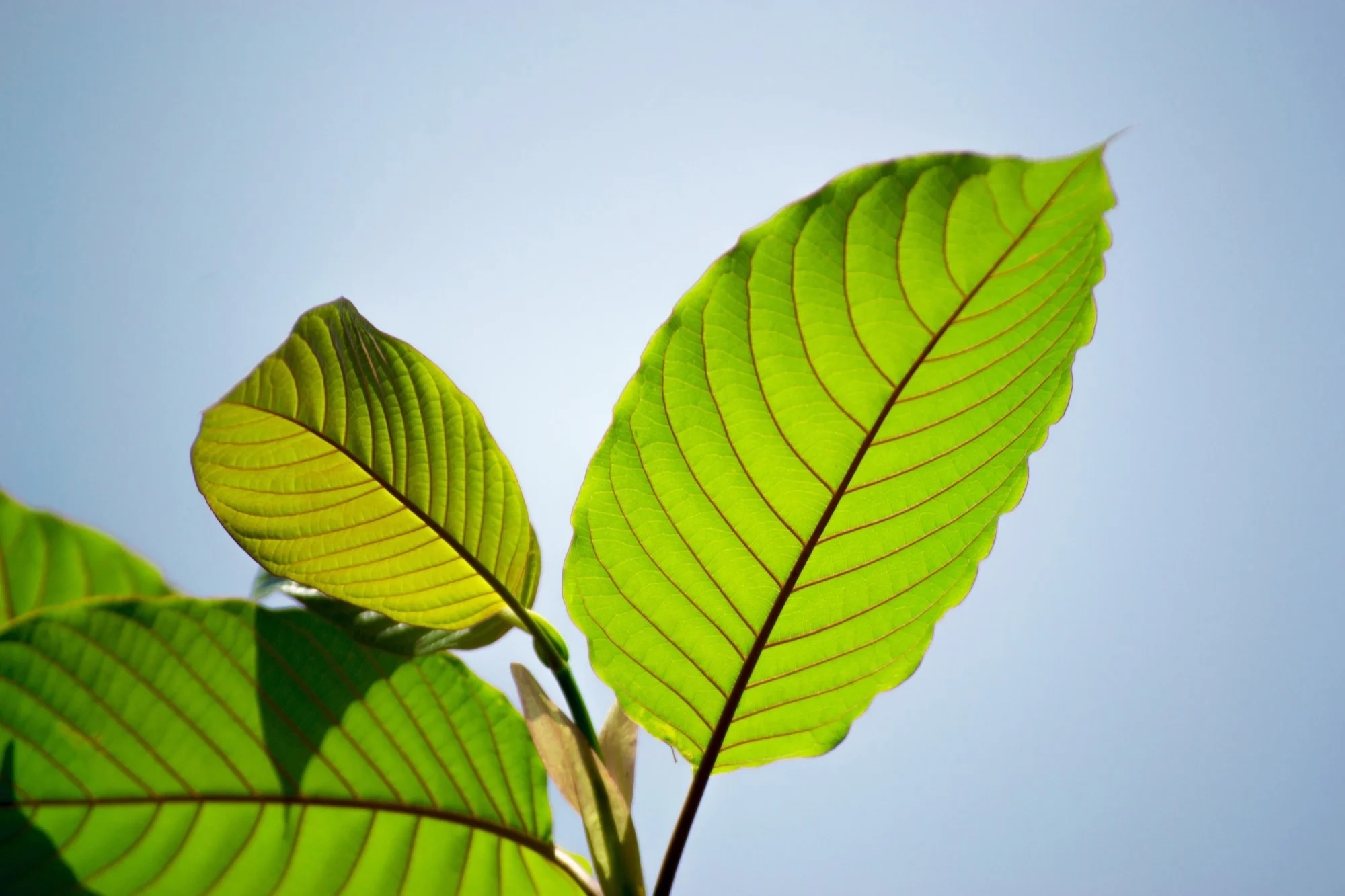 Taste Authentic Traditional Thai Kratom Tea at Popup CNX