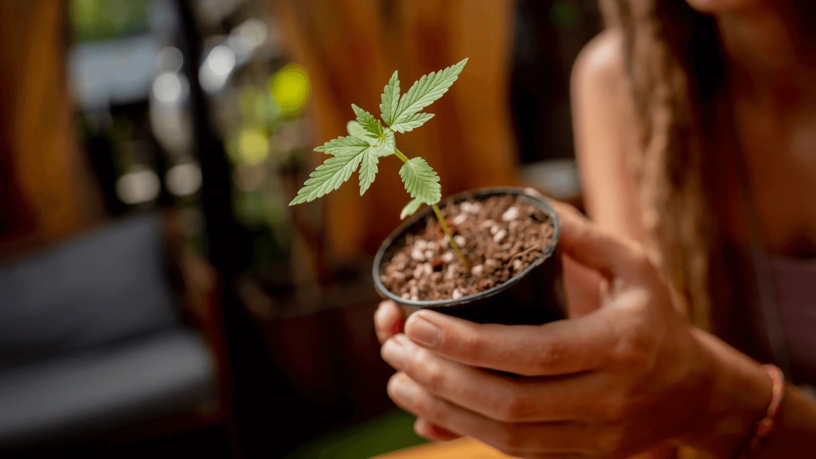 CBD Madrid – CBD Madrid Experience at Clubs Cannabis Madrid