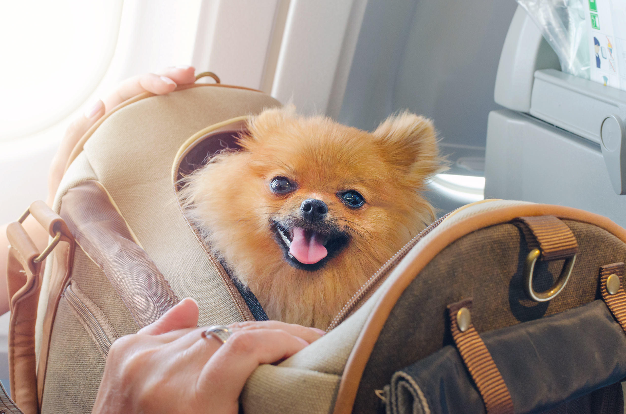 Vet Home Certs: Your Fast Track to Animal Travel Certificates