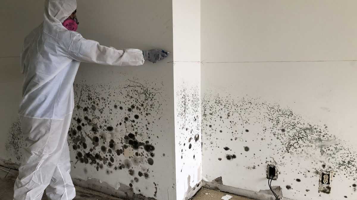 Reliable Services Offering mold remediation pflugerville tx